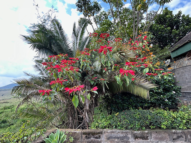 Opulent Poinsettsia bush.