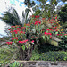 Opulent Poinsettsia bush.