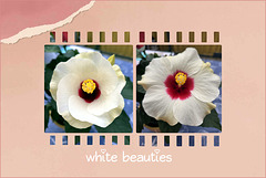 Hibiskus Blüten Hibiskus Blüten