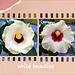 Hibiskus Blüten