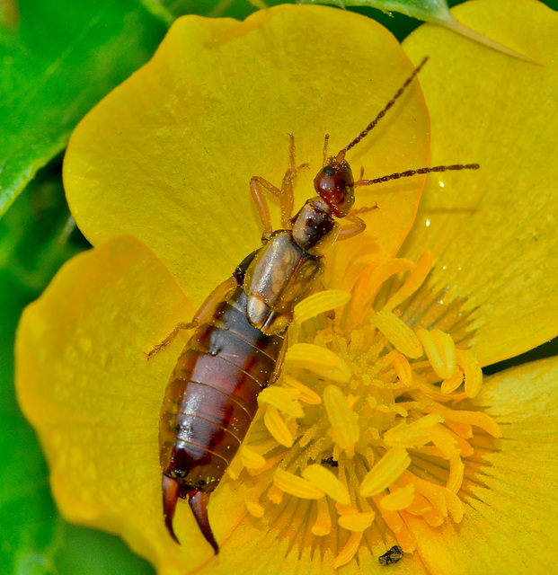 Forficula auricularia. Common Earwig