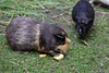 Meerschweinchen (Hagenbeck)