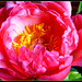 P1160828 - Pano - Paeonia - my very last photo on Panoramio