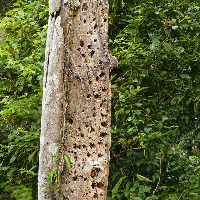 Bird activity?, Trinidad