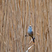 Female bearded tit