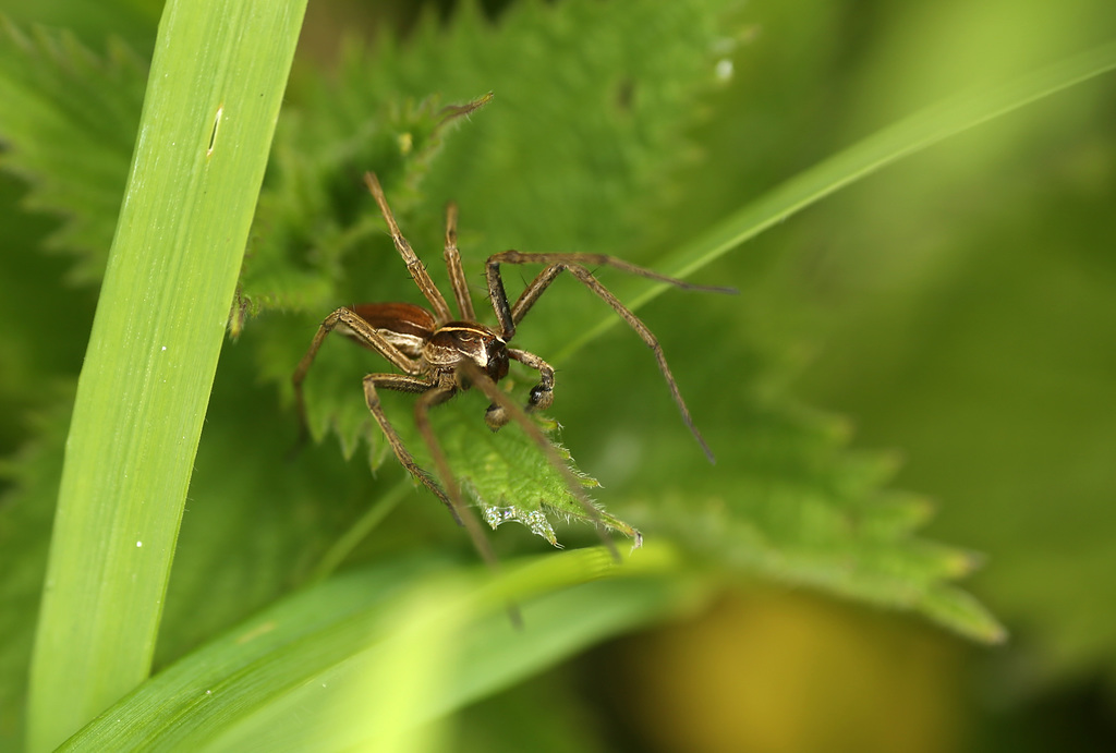 Nursery Web Spider