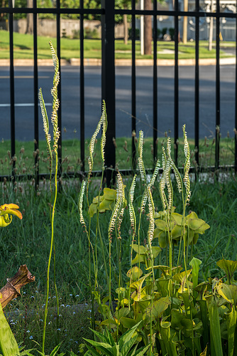 Spiranthes laciniata (Lacelip Ladies'-tresses orchid)