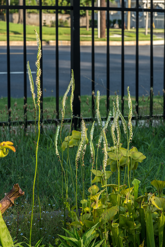 Spiranthes laciniata (Lacelip Ladies'-tresses orchid)