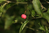 Spindle (Euonymus europaea) seedpod with orange seeds showing