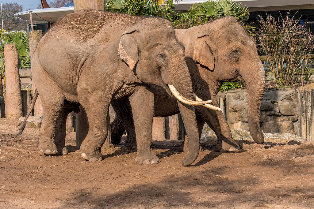 Elephants at Chester zoo