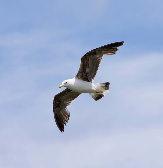 New Brighton flight set (14)