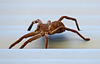 Huntsman Spider