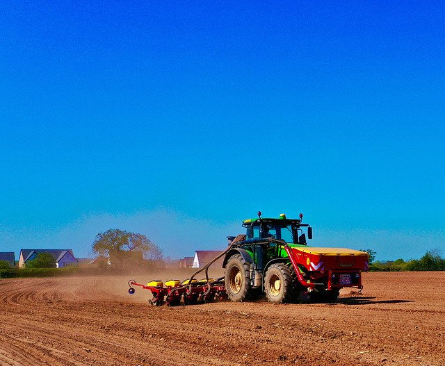 Preparing the maize