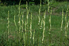 Spiranthes laciniata (Lace-lipped Ladies'-tresses orchid)