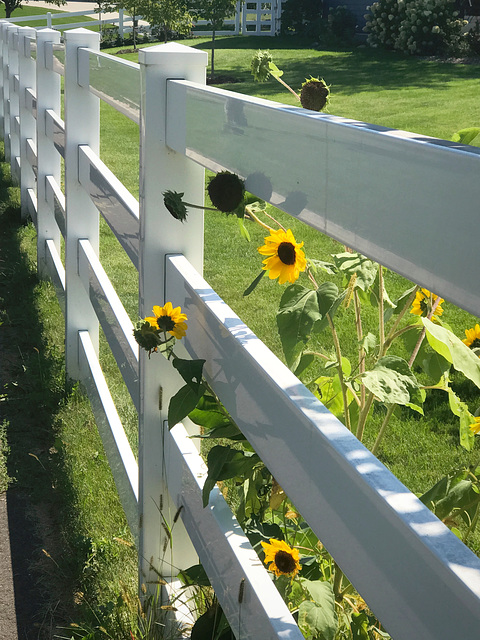 sunflower looking through a fence sunflower looking through a fence