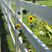 sunflower looking through a fence