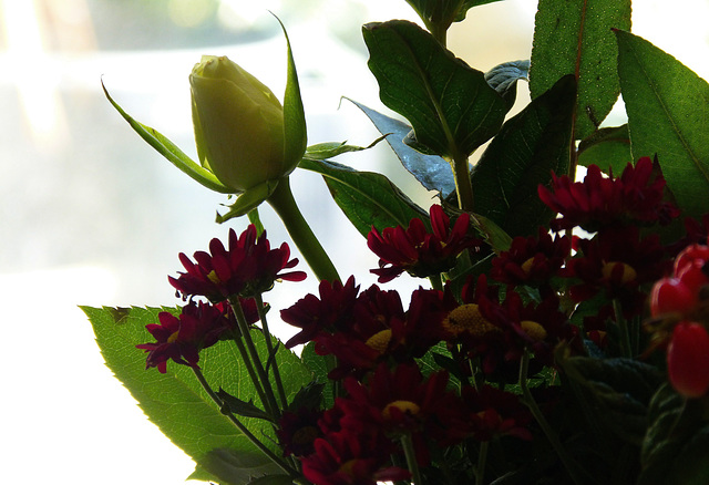 ... contre-jour ...