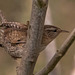 Wren