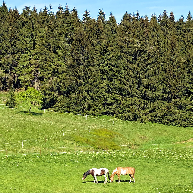 HFF mit diesem Z - Zaun