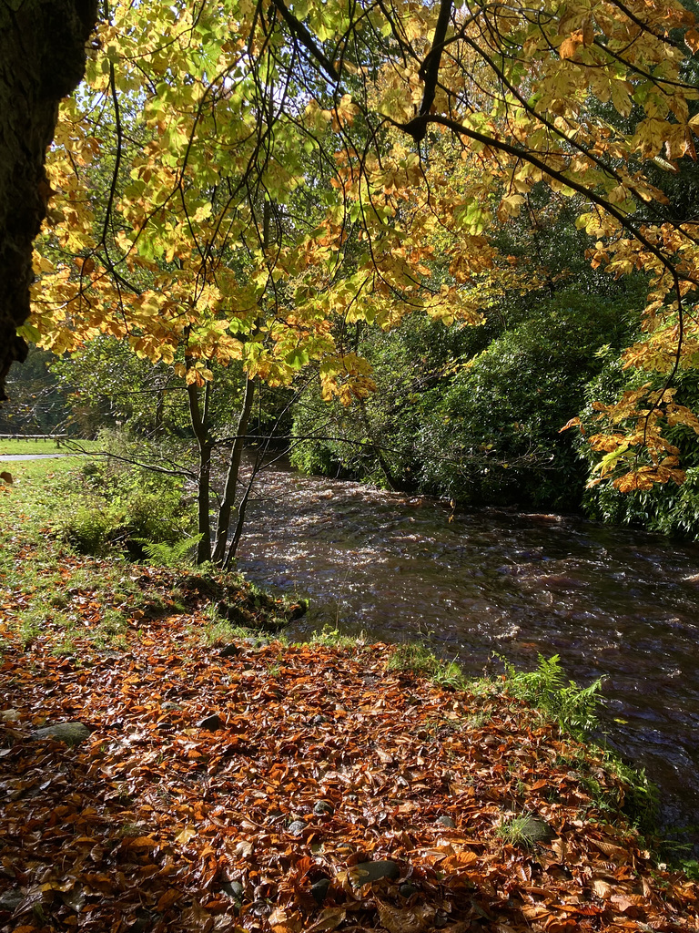 Manor Park Autumn