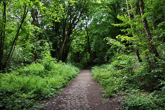 Weg an der Kobbendelle (Dortmund-Kirchhörde) / 18.05.2024