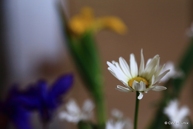 June Garden Colours