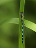 Azure Damselfly Female