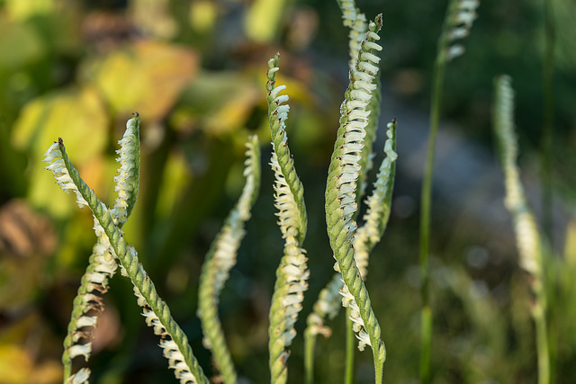 Spiranthes laciniata (Lacelip Ladies'-tresses orchid)