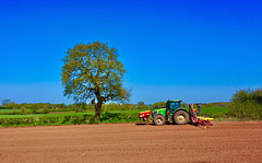 Preparing the maize