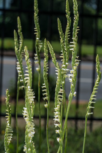 Spiranthes laciniata (Lace-lipped Ladies'-tresses orchid)