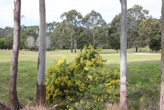 224/366 wattle