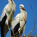 Young storks close-up