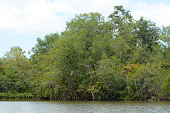 Guatemala, Jungle in the Chocón Machacas Protected Biotope