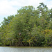 Guatemala, Jungle in the Chocón Machacas Protected Biotope