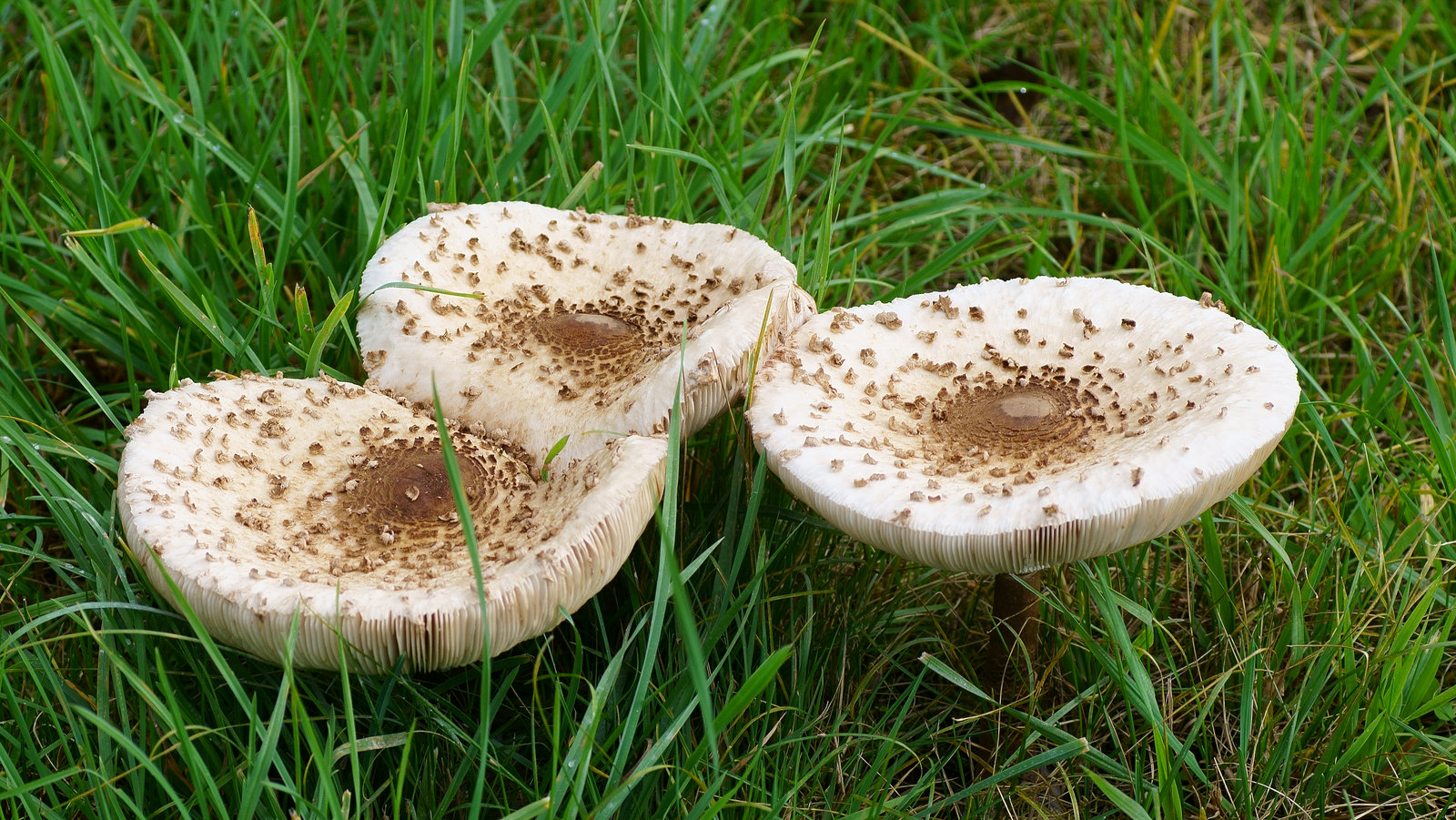 Parasol im Dreierpack