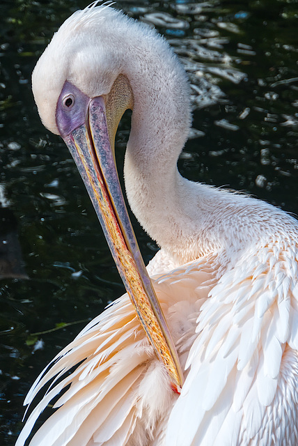 Zoo Dresden