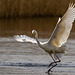 Great white egret