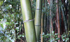 Bamboo_13