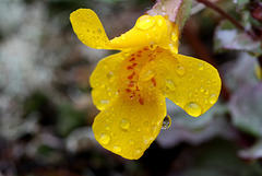 Seep-spring Monkeyflower