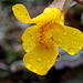 Seep-spring Monkeyflower