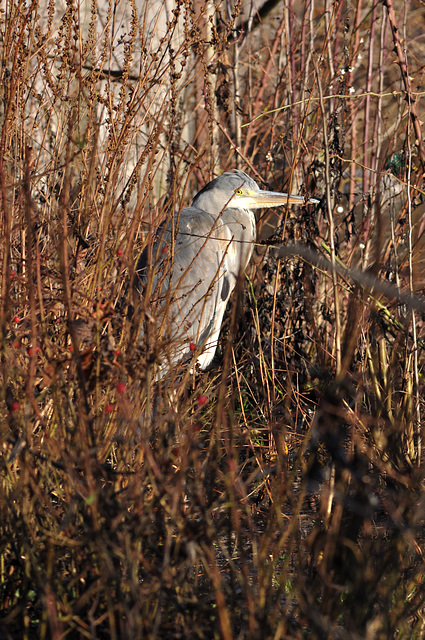 heron