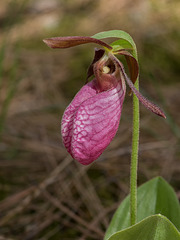 Cypripedium acaule (Pink Lady's-slipper orchid)