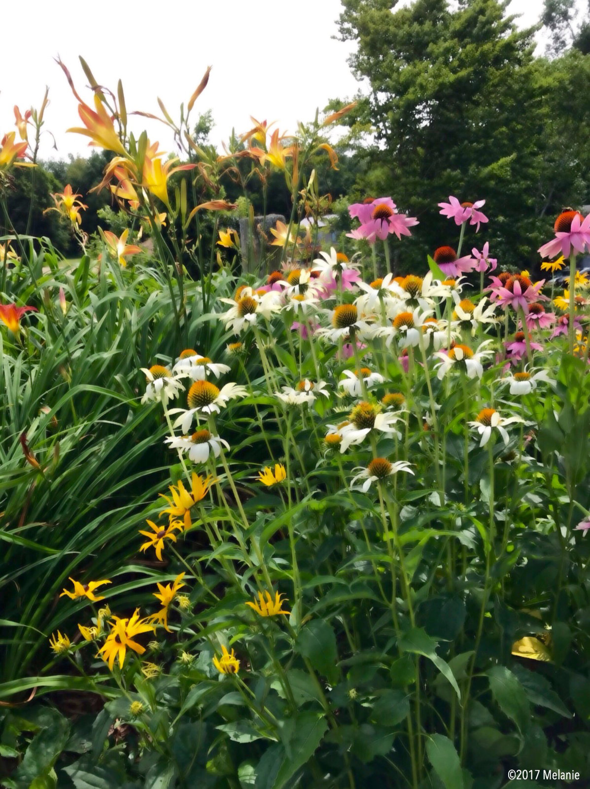 A profusion of wildflowers in Lake Waramaug, New Preston, Ct.