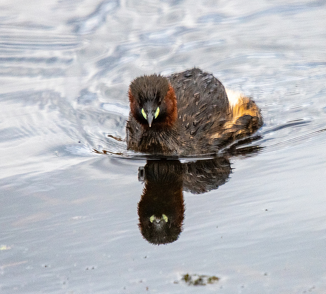 Little grebe