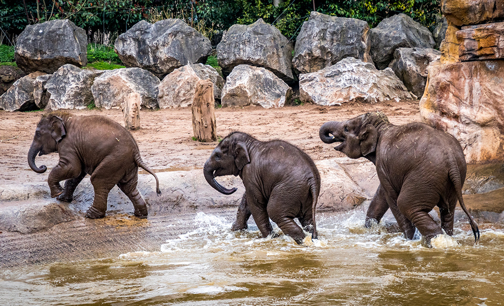 Elephants leaving the pool