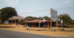 Chèvres laotiennes / Laotian goats