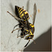 IMG 9878 Wasp