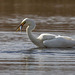 Great white egret