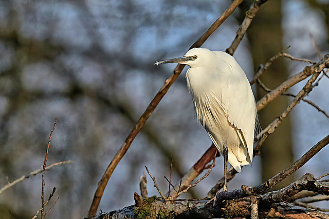 Little Egret In A Tree