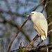 Little Egret In A Tree